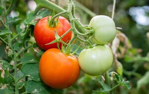 Спелые плоды выделяют этилен, который ускорит созревание зеленых помидоров.