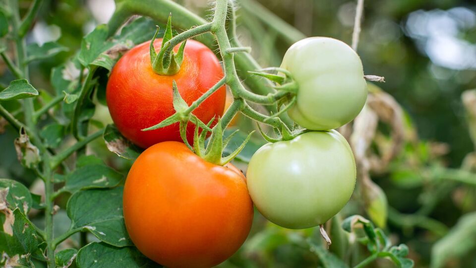 Стиглі плоди виділяють етилен, який пришвидшить достигання зелених помідорів