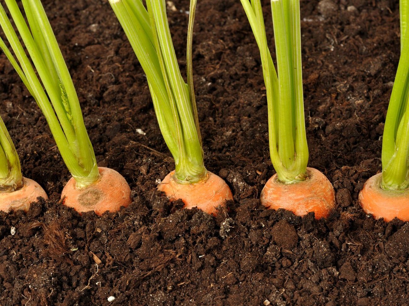 Если морковь растет на песчаном участке, ее извлекают руками, если же в земле – подкапывают вилами или лопатой