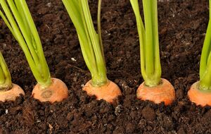 Якщо морква росте на піщаній ділянці, її витягають руками, якщо ж у землі – підкопують вилами або лопатою