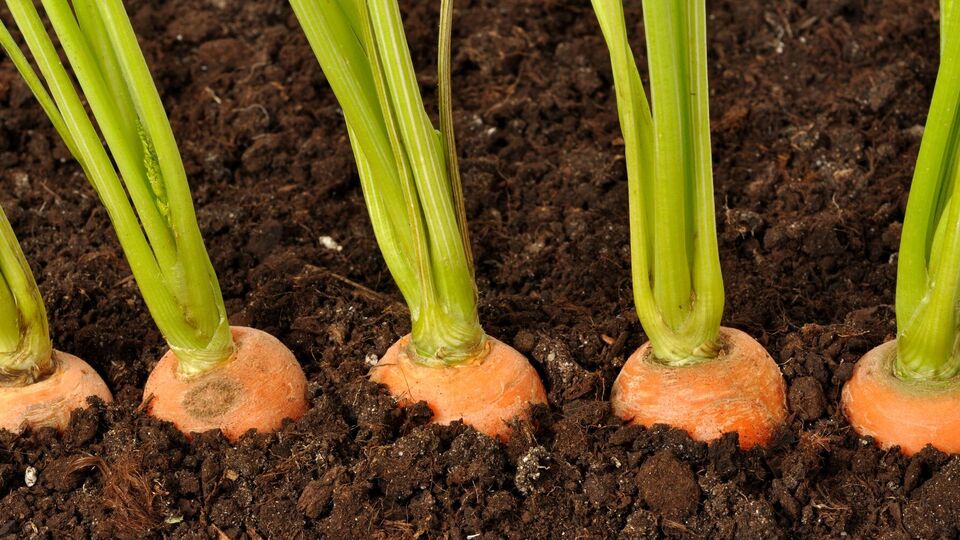 Если морковь растет на песчаном участке, ее извлекают руками, если же в земле – подкапывают вилами или лопатой