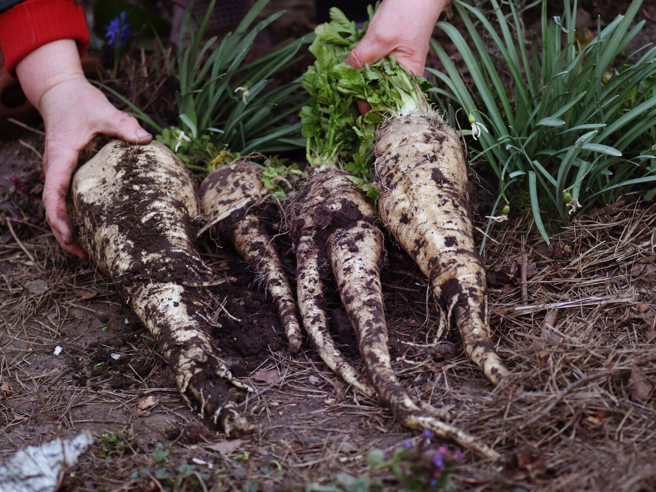 Пастернак лучше высаживать на отдельных участках