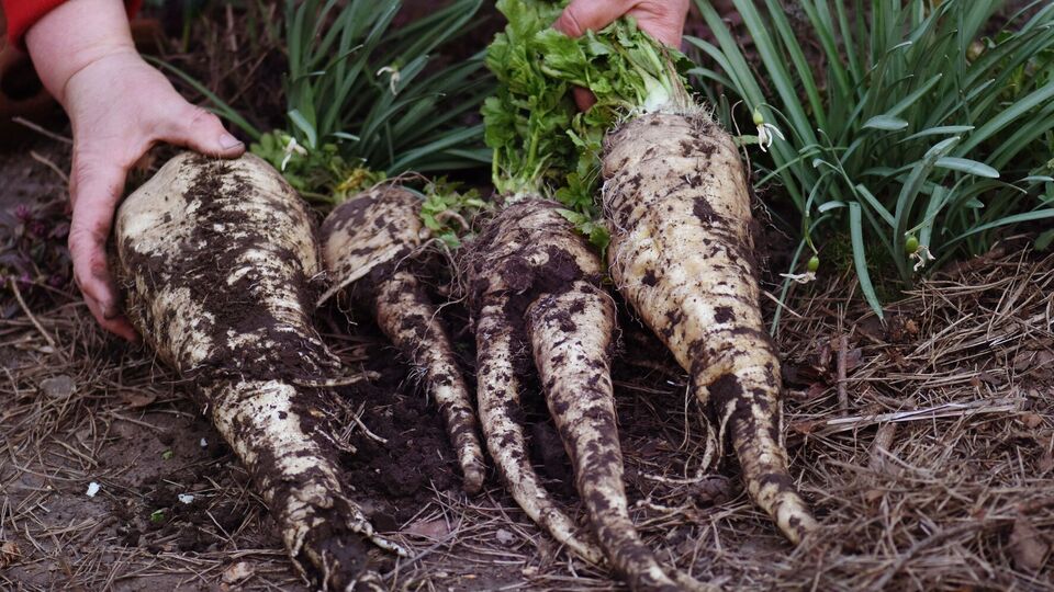 Пастернак лучше высаживать на отдельных участках