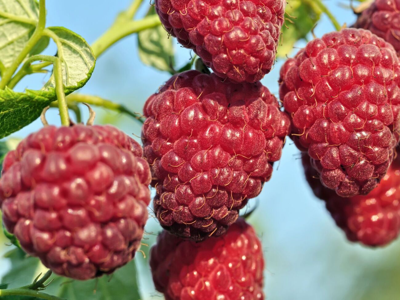 Для подкормки малины подойдут суперфосфат, сульфат калия или зола