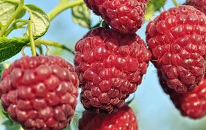 Для подкормки малины подойдут суперфосфат, сульфат калия или зола