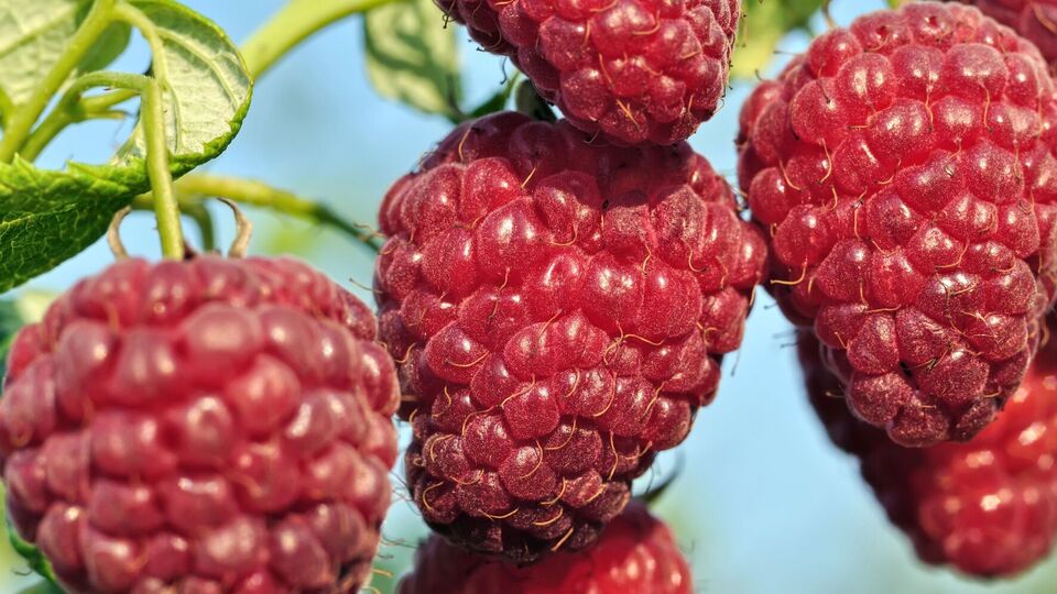 Для подкормки малины подойдут суперфосфат, сульфат калия или зола