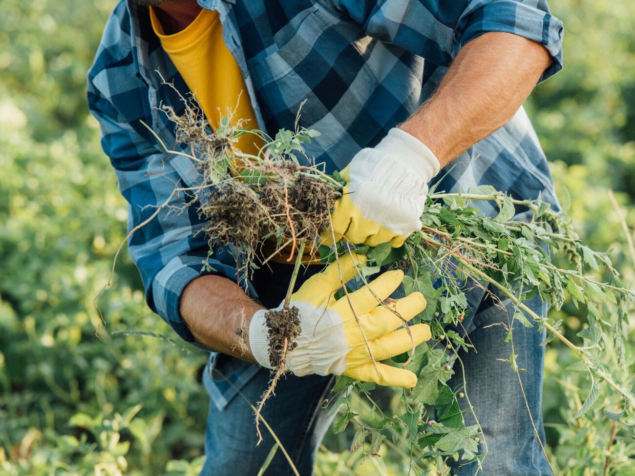 Этот гербицид можно использовать по овощным, ягодным, бахчевым, техническим культурам и винограду