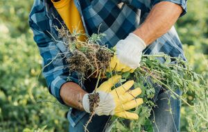 Этот гербицид можно использовать по овощным, ягодным, бахчевым, техническим культурам и винограду
