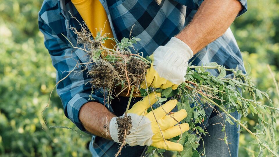 Этот гербицид можно использовать по овощным, ягодным, бахчевым, техническим культурам и винограду