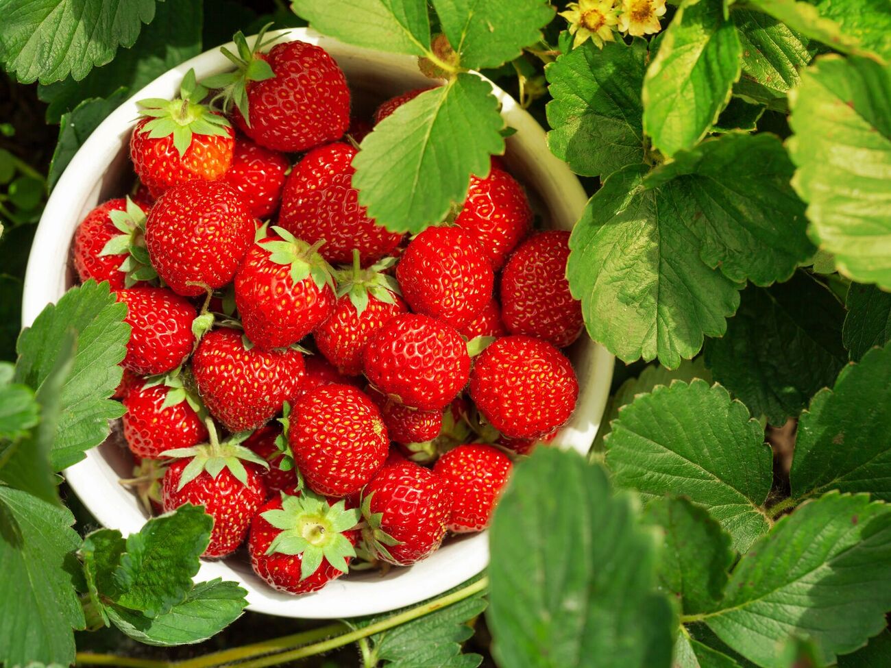 Клубника будет щедро плодоносить, если на зиму на этом же участке посеять овес