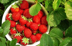 Клубника будет щедро плодоносить, если на зиму на этом же участке посеять овес