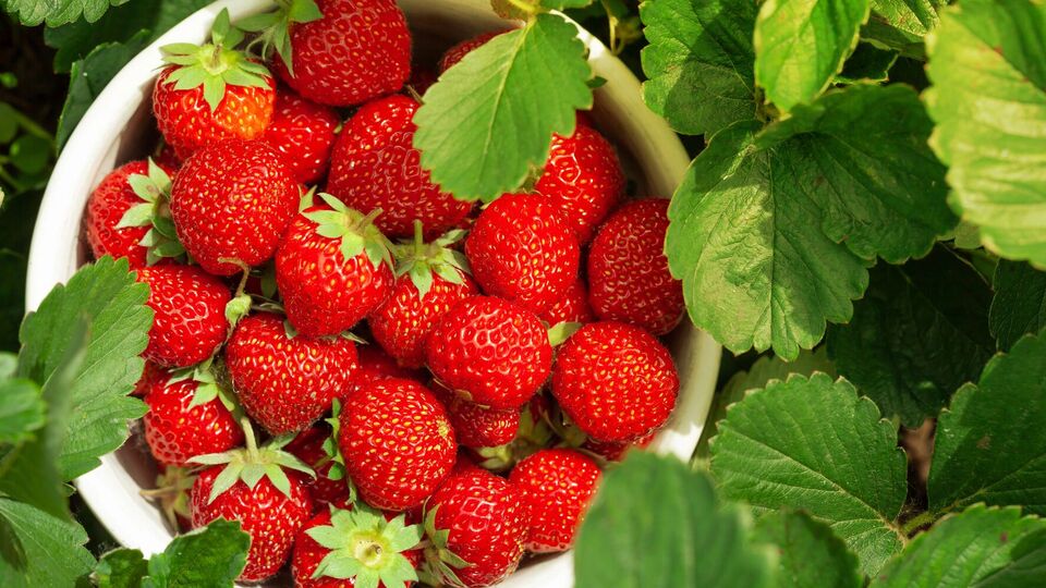 Клубника будет щедро плодоносить, если на зиму на этом же участке посеять овес