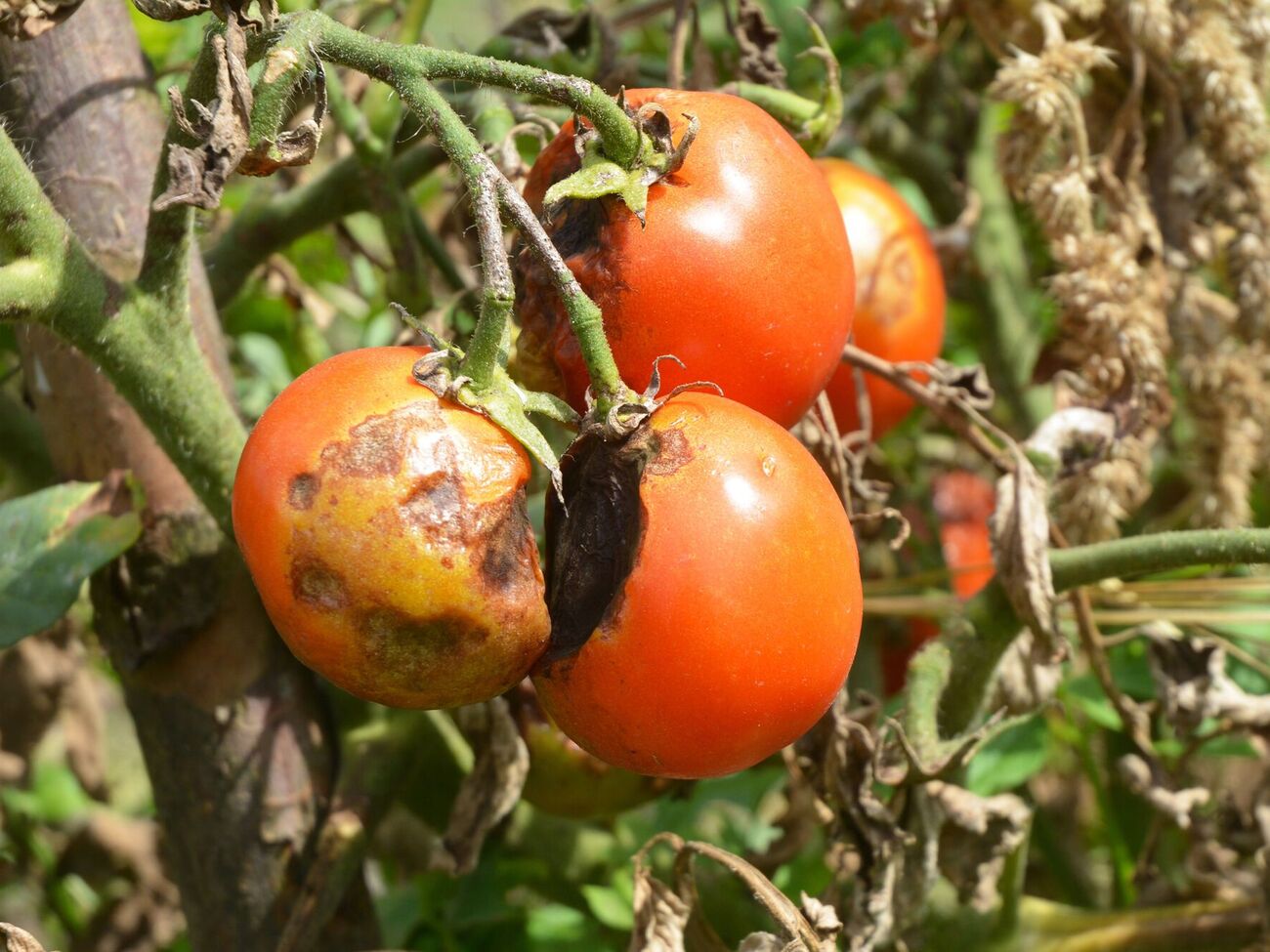 Овощи лучше не обрабатывать во время жары – делайте это утром или поздно вечером