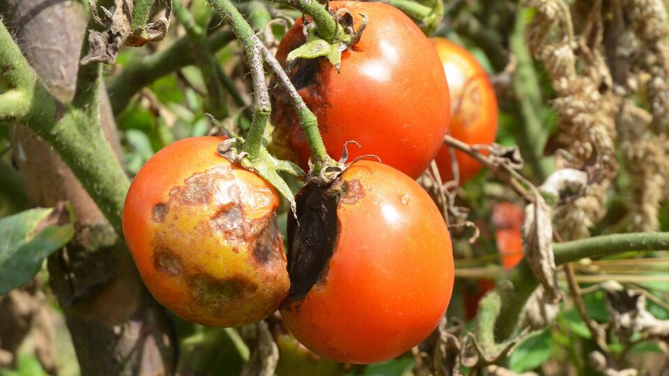 Овощи лучше не обрабатывать во время жары – делайте это утром или поздно вечером