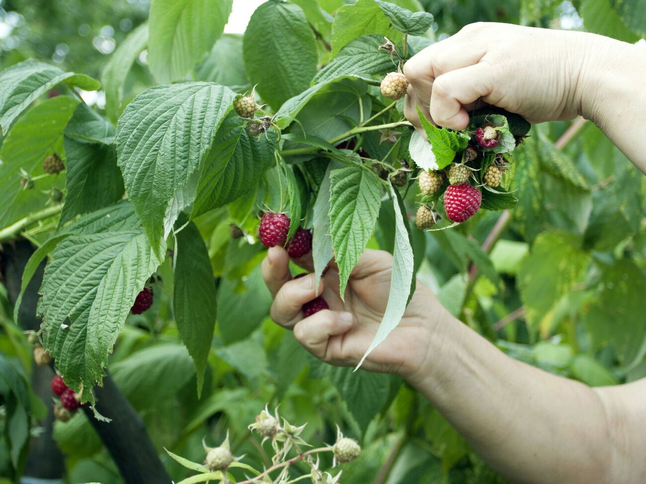 Малина будет плодоносить долго