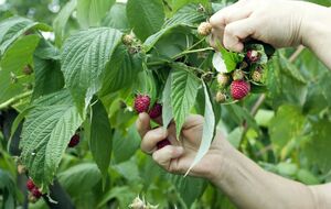 Малина будет плодоносить долго