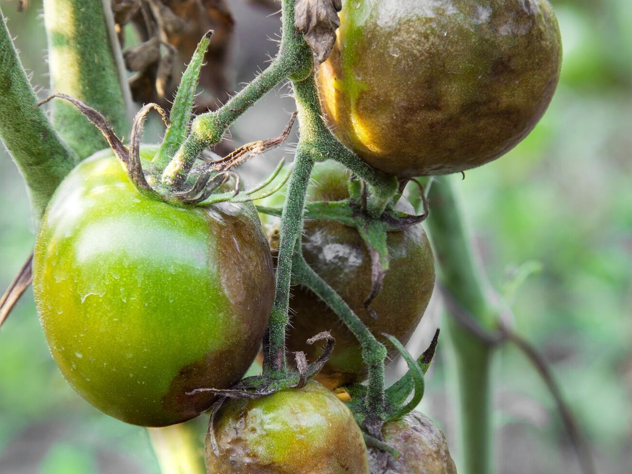 Развиваться фитофтороз начинает со стебля растения