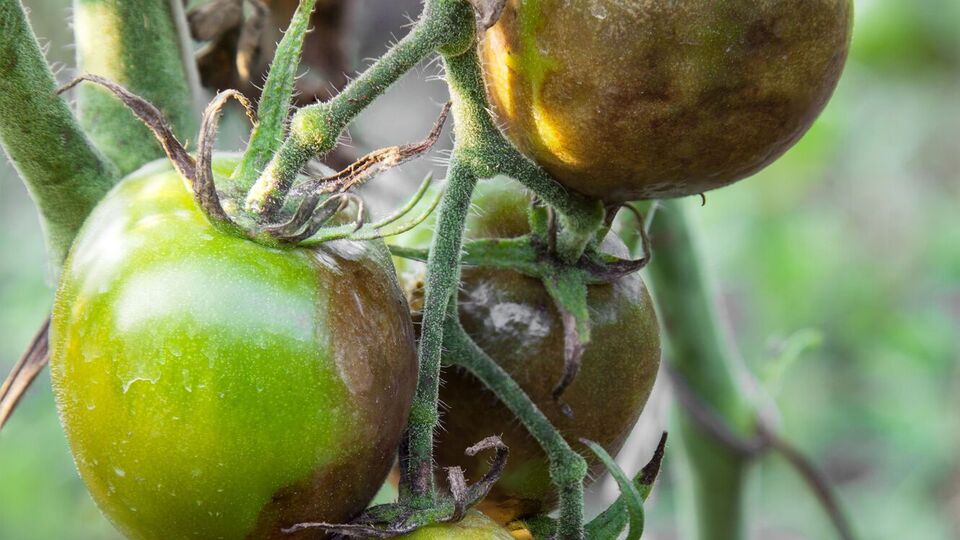 Развиваться фитофтороз начинает со стебля растения