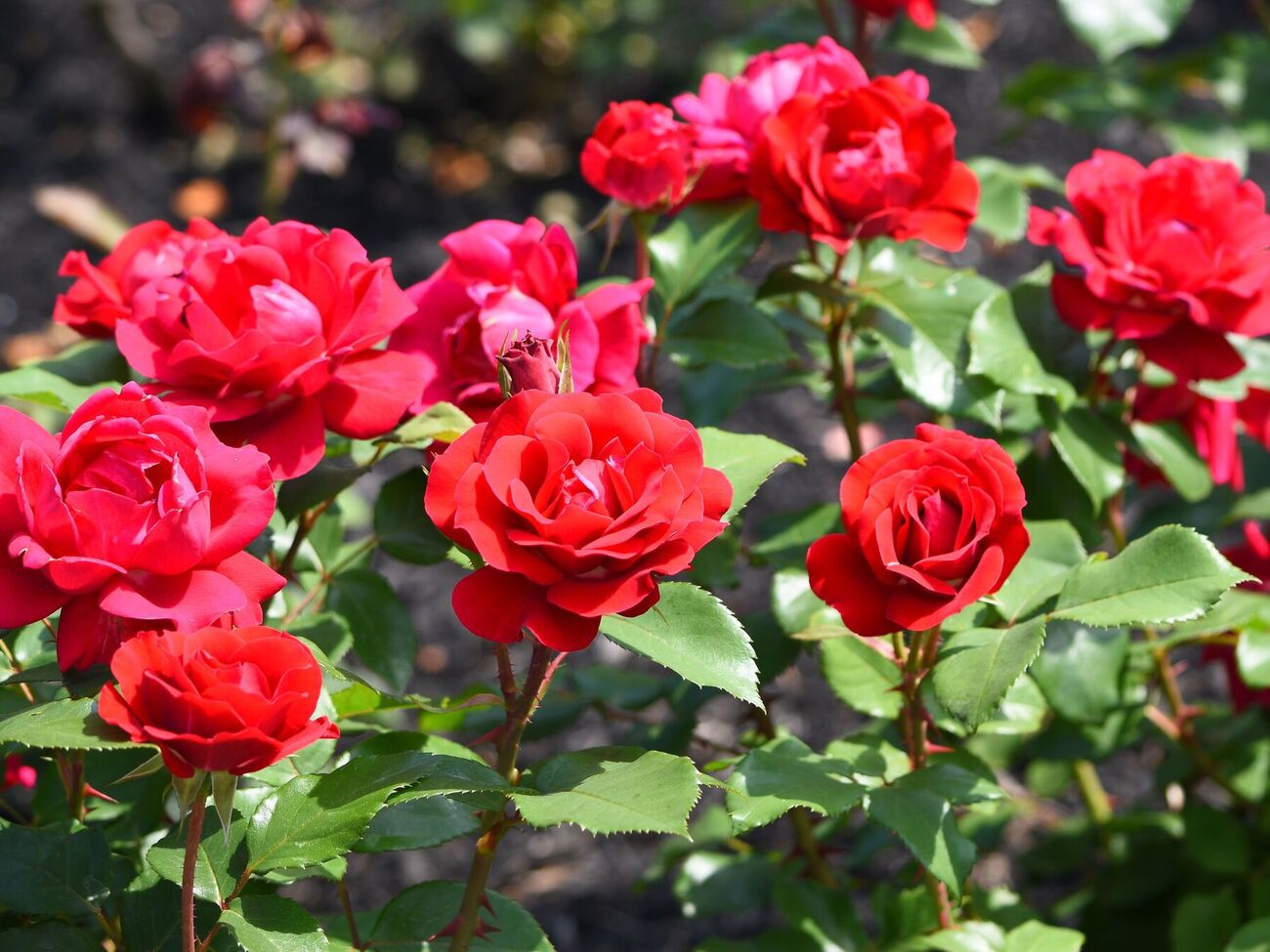 Дуже важливо одразу зрізати квітки, які відцвіли