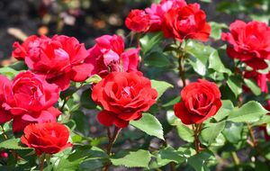 Дуже важливо одразу зрізати квітки, які відцвіли