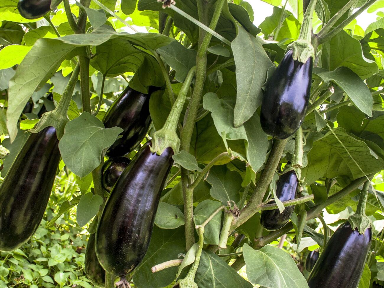 Автор канала советует сначала полить раствором баклажаны, а затем обработать листья