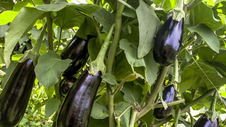 Автор канала советует сначала полить раствором баклажаны, а затем обработать листья