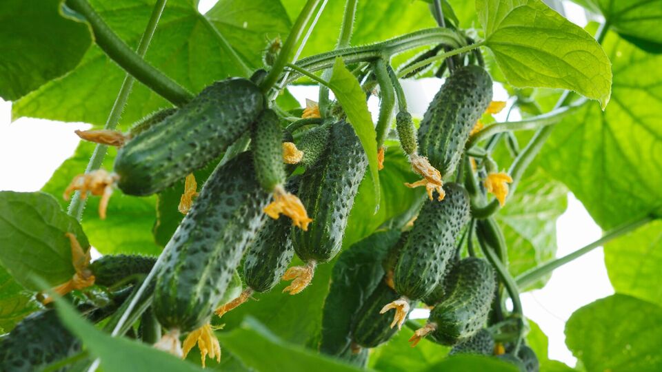 Благодаря азоту огурцов уродит больше