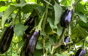 Калий поможет овощам увеличить свою массу