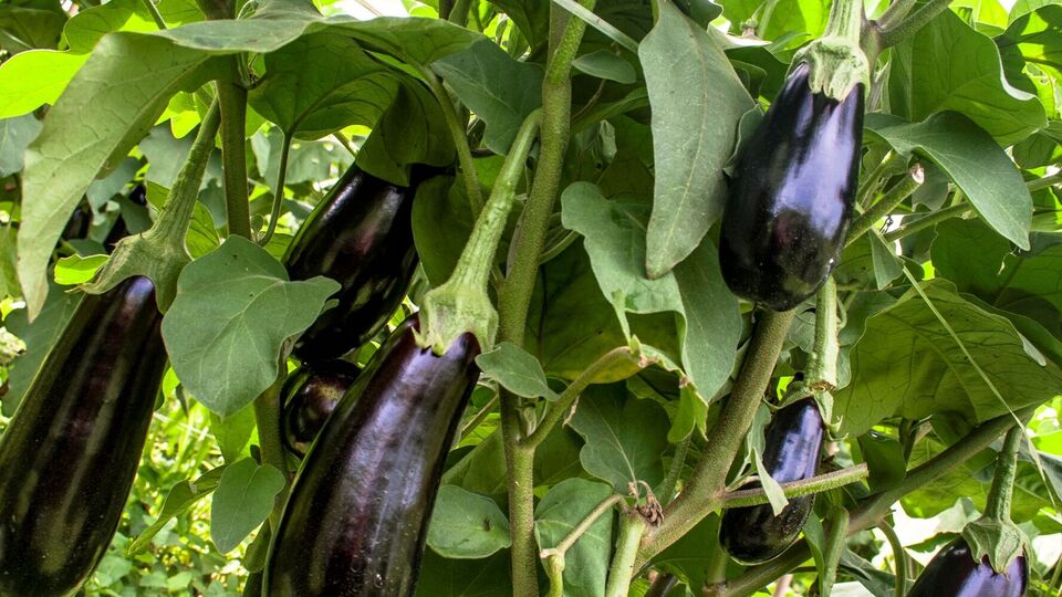 Калий поможет овощам увеличить свою массу