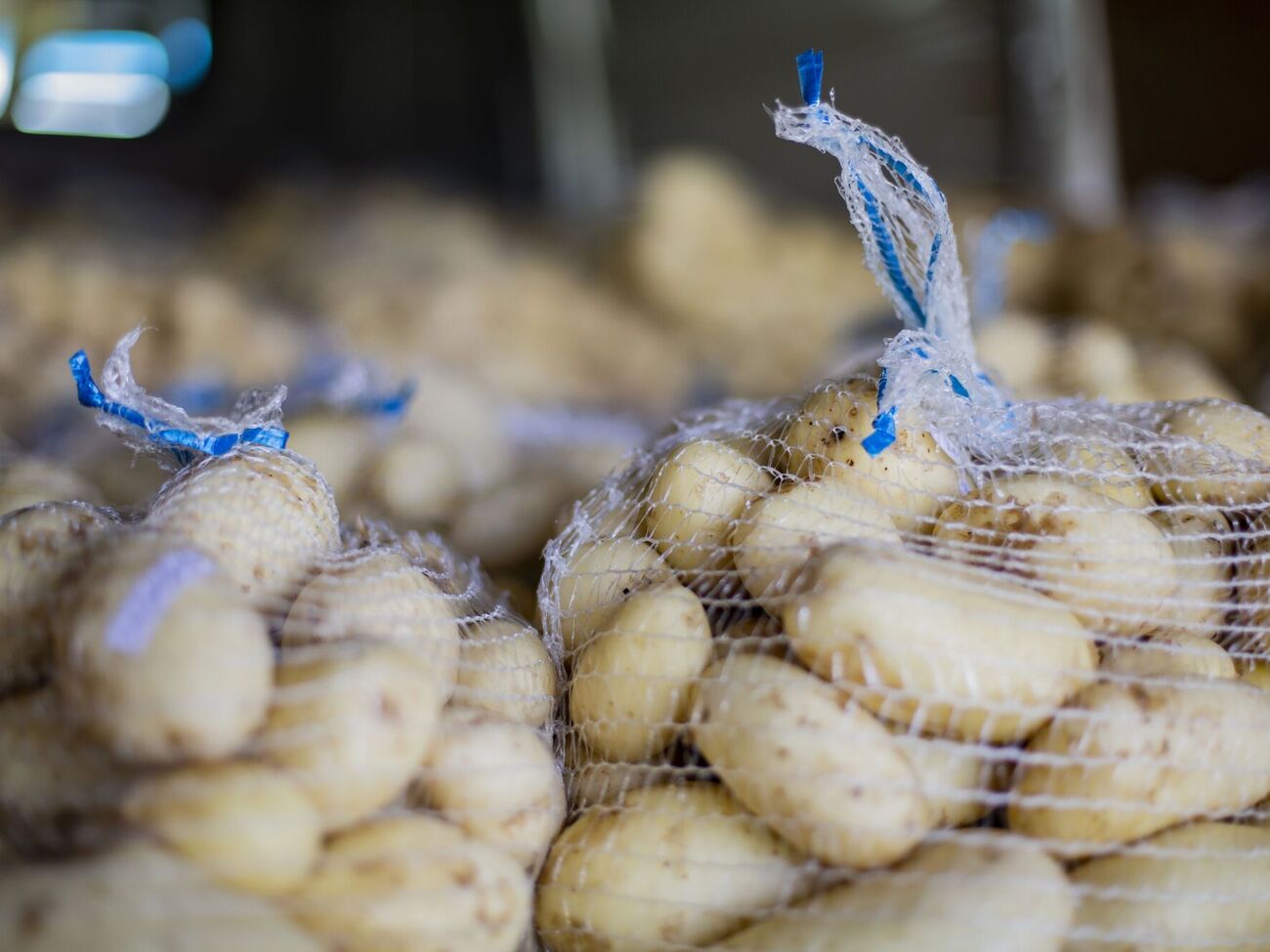 Щоб картопля не проросла, у мішок додають каштани