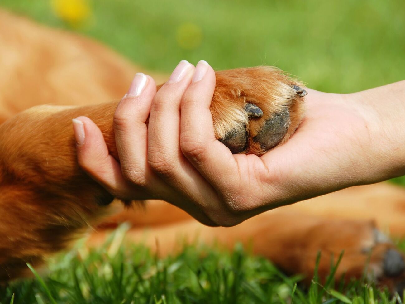 Чоловік зізнався у скоєному й показав, де закопав тварину, розповіли в поліції
