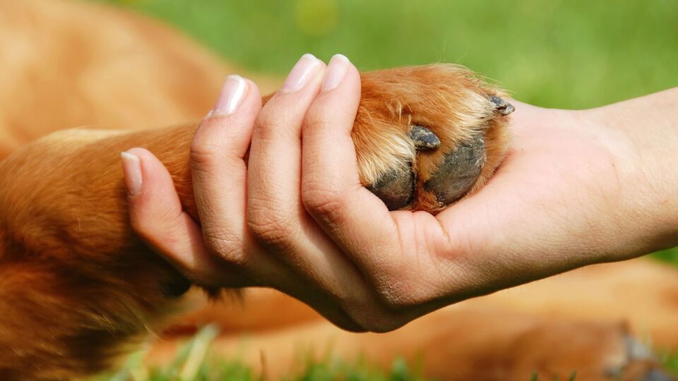 Мужчина признался в содеянном и показал, где закопал животное, рассказали в полиции