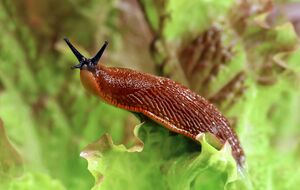 Слизни особенно донимают при влажной погоде