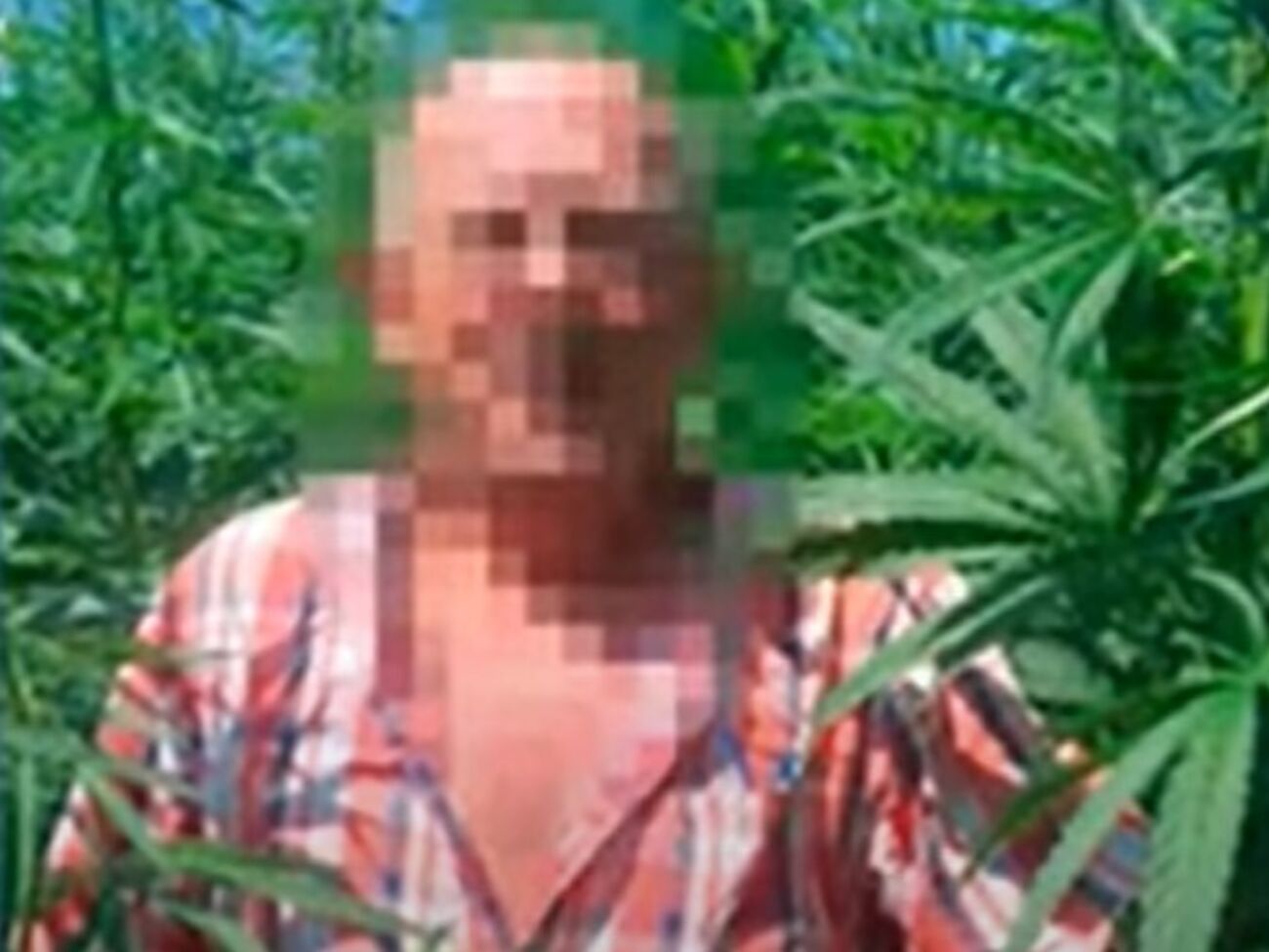 Коноплі вирощували в Житомирській області й планували продавати її в російську Республіку Дагестан, інформує СБУ