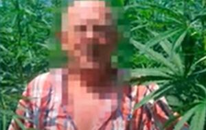 Коноплі вирощували в Житомирській області й планували продавати її в російську Республіку Дагестан, інформує СБУ