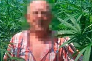 Коноплю выращивали в Житомирской области и планировали продавать в российскую Республику Дагестан, информирует СБУ