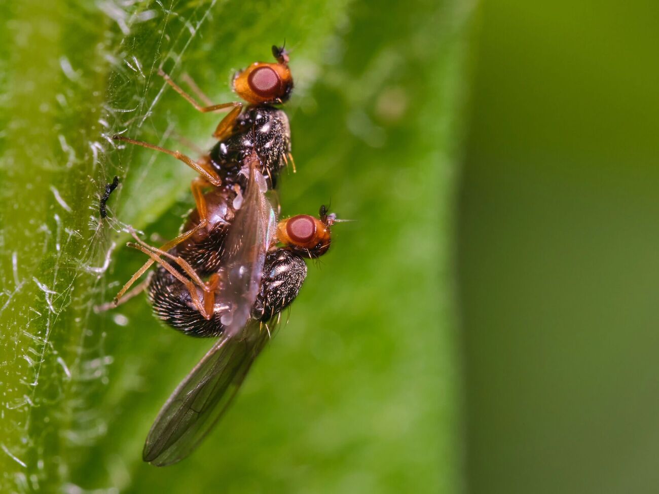 Морквяна муха покине город