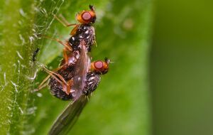 Морковная муха покинет огород