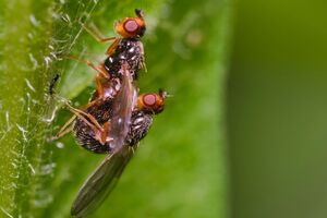 Морковная муха покинет огород