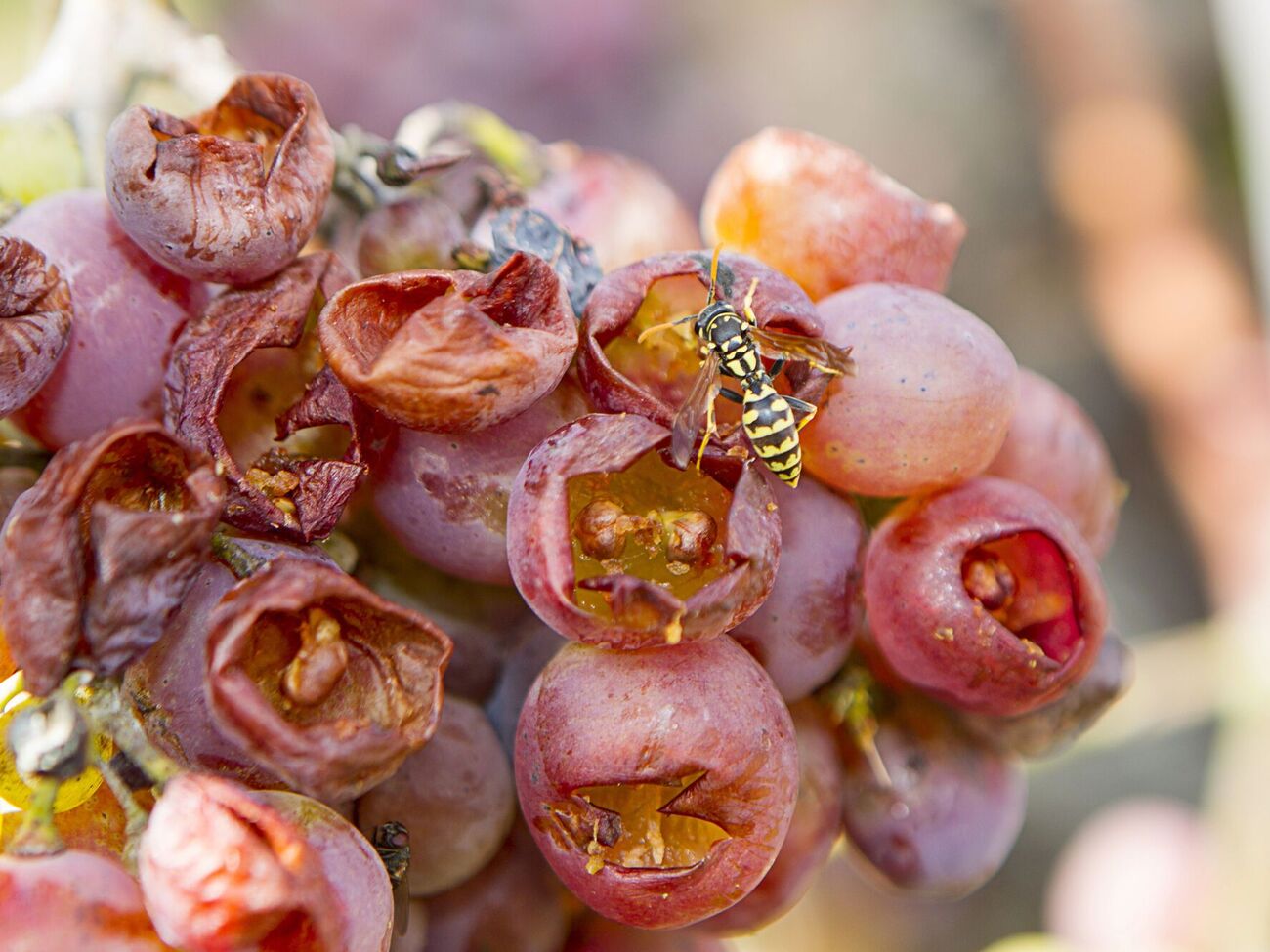 Ос на великих площах відлякують від виноградників за допомогою інсектицидів