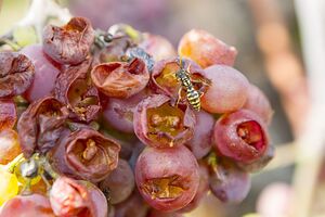 Ос на больших площадях отпугивают от виноградников с помощью инсектицидов