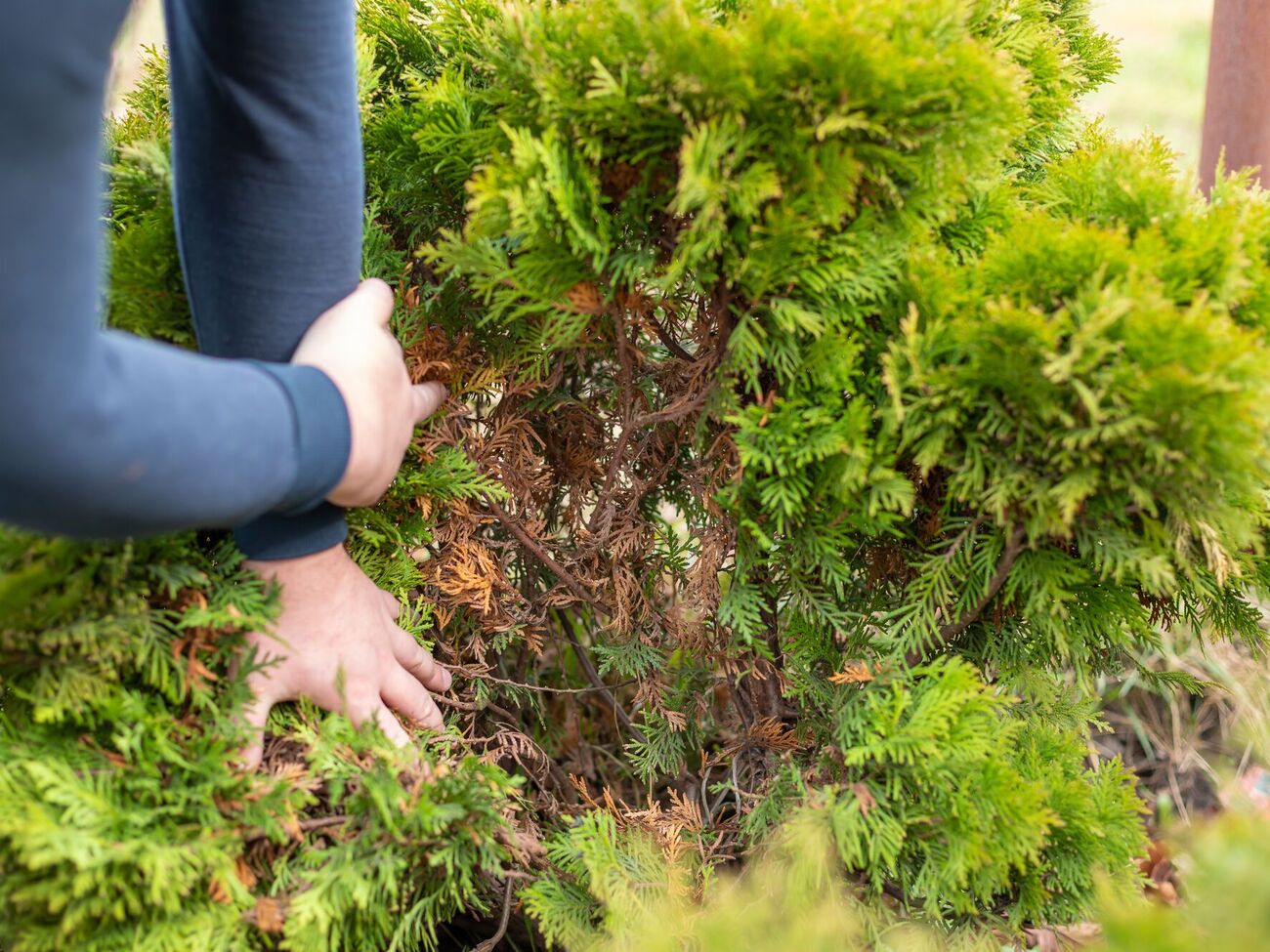 Туи сохнут из-за поражения вредителями