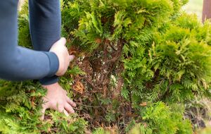 Туи сохнут из-за поражения вредителями