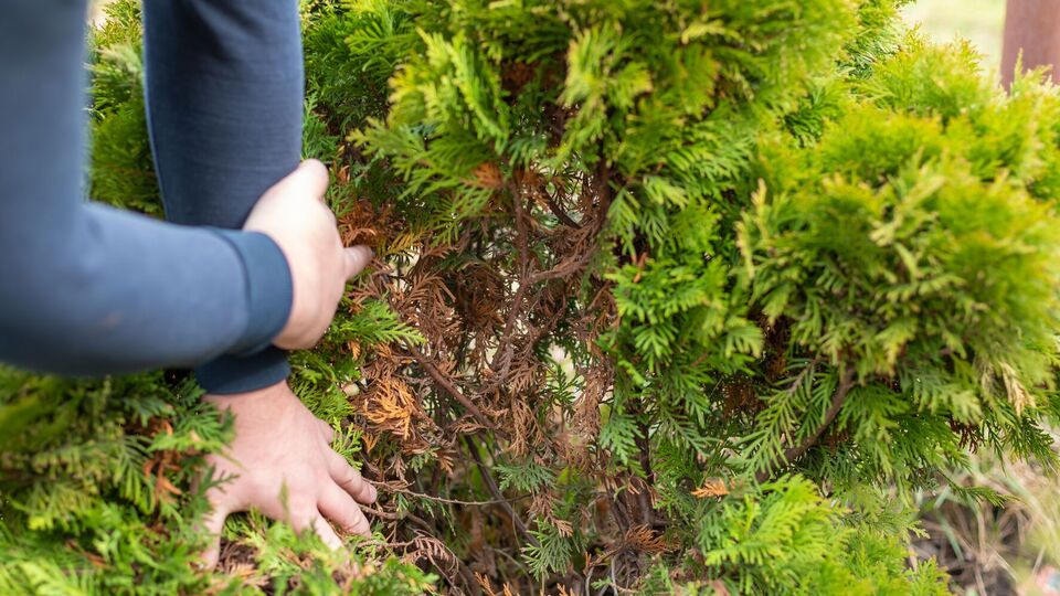 Туи сохнут из-за поражения вредителями