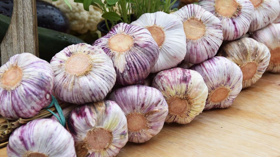 Есть множество способов сохранить чеснок здоровым и свежим до весны