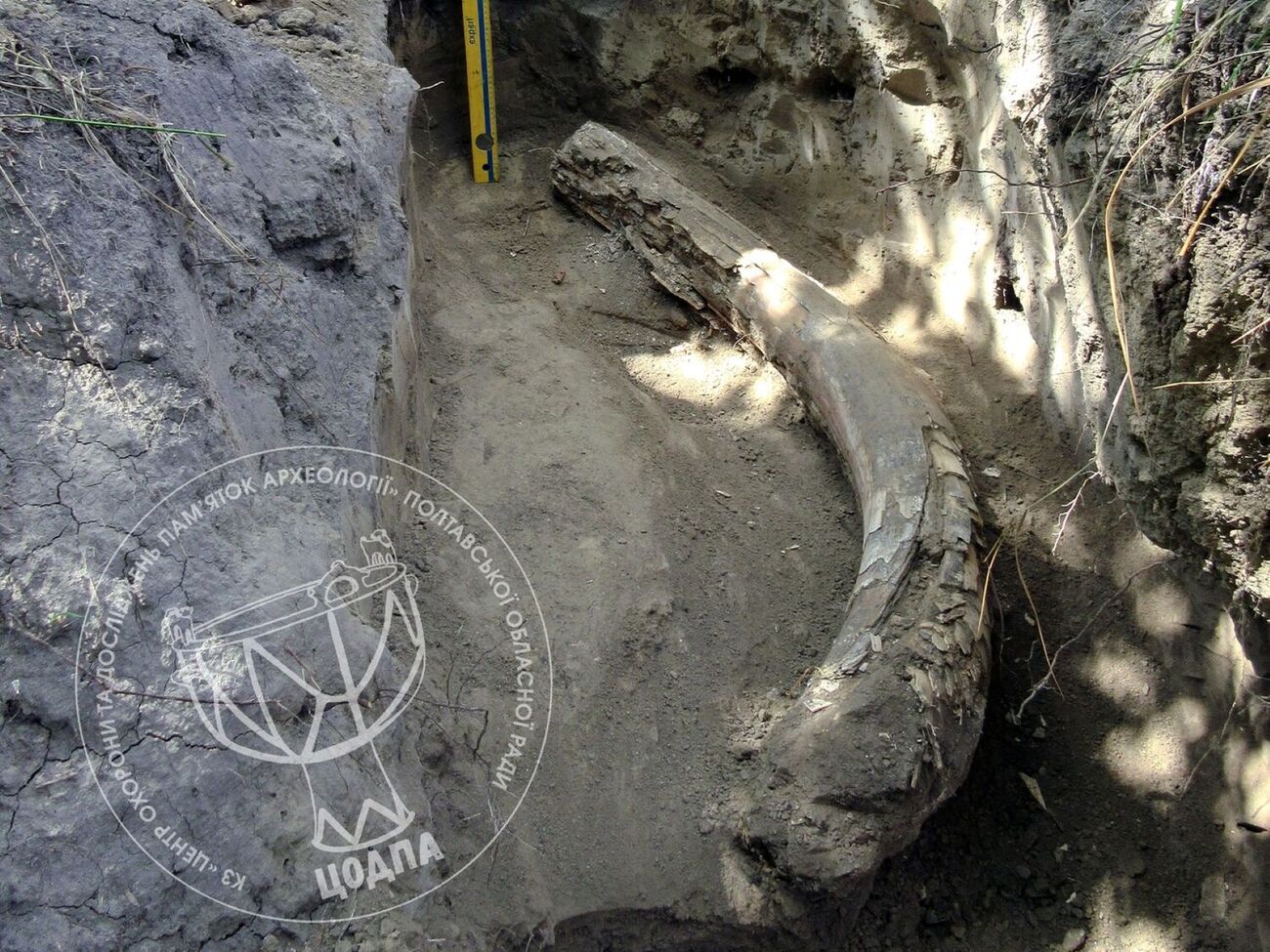 Бивень хранился в верхней части склона плато коренной террасы правого берега реки Оржица