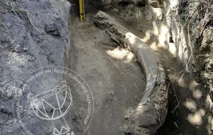 Бивень хранился в верхней части склона плато коренной террасы правого берега реки Оржица