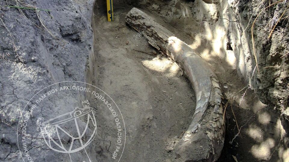 Бивень хранился в верхней части склона плато коренной террасы правого берега реки Оржица