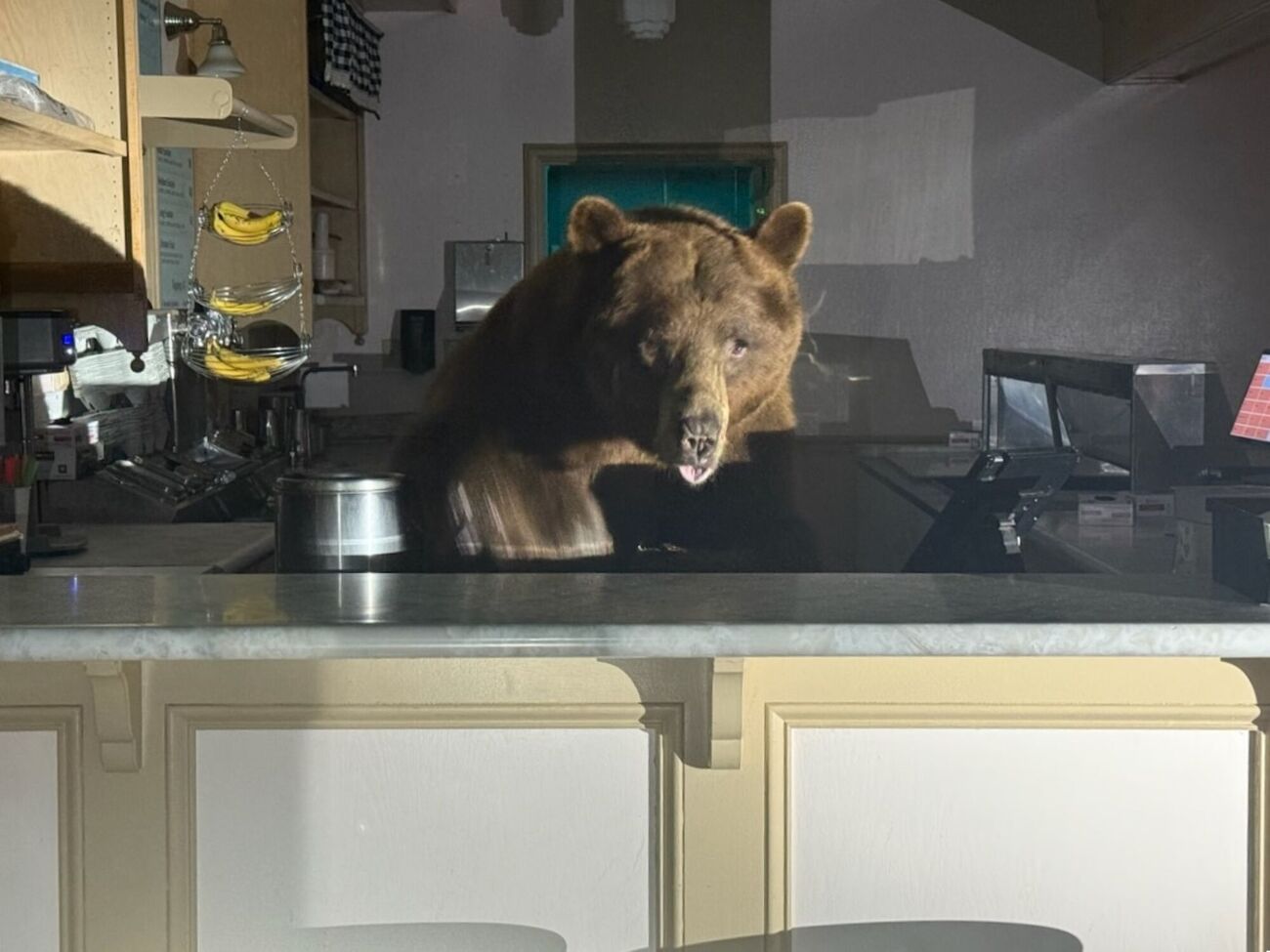 Медведь по имени Fuzzy почти не нанес ущерб имуществу, а уборка после него была минимальной