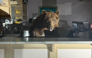 Медведь по имени Fuzzy почти не нанес ущерб имуществу, а уборка после него была минимальной